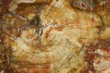 Colorful, Petrified Wood (Araucaria) Slab - Madagascar #274690-1